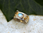 Ring in 925/Silber und 585 /Gelbgold mit einem Mondstein (cab.)